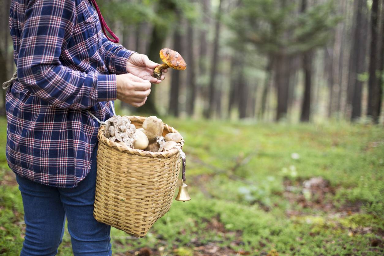 préserver la nature et les champignons
